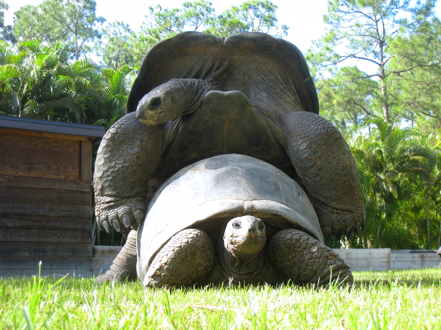 ALDABRA BREEDER