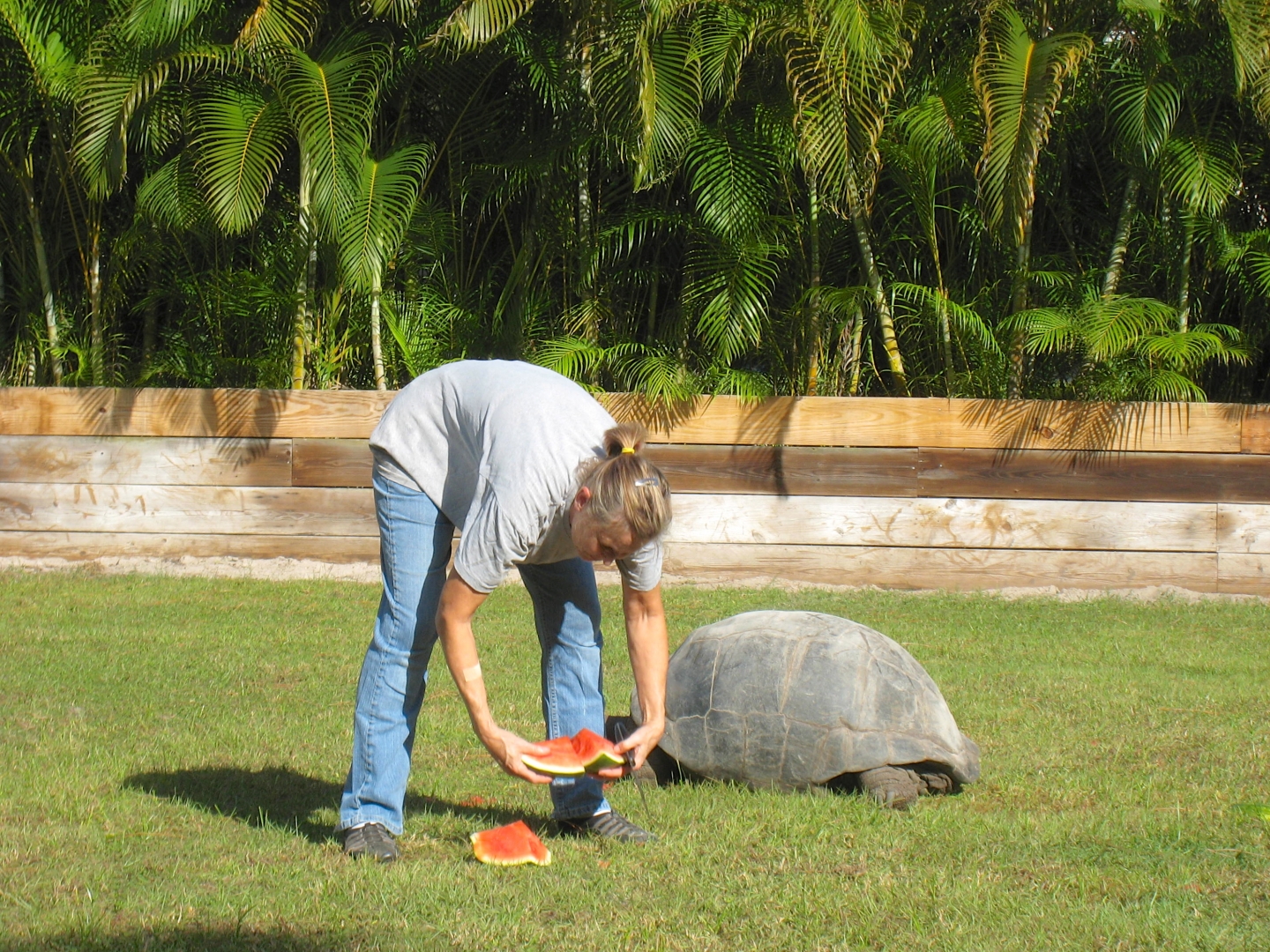 ALDABRA BREEDER