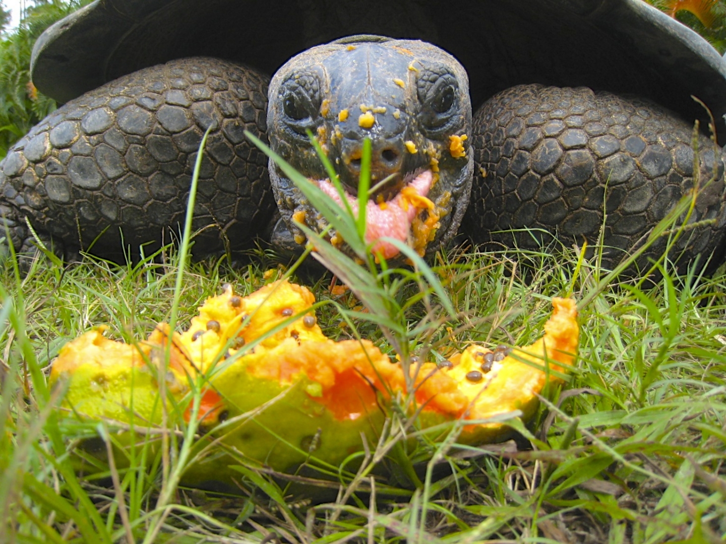 ALDABRA BREEDER