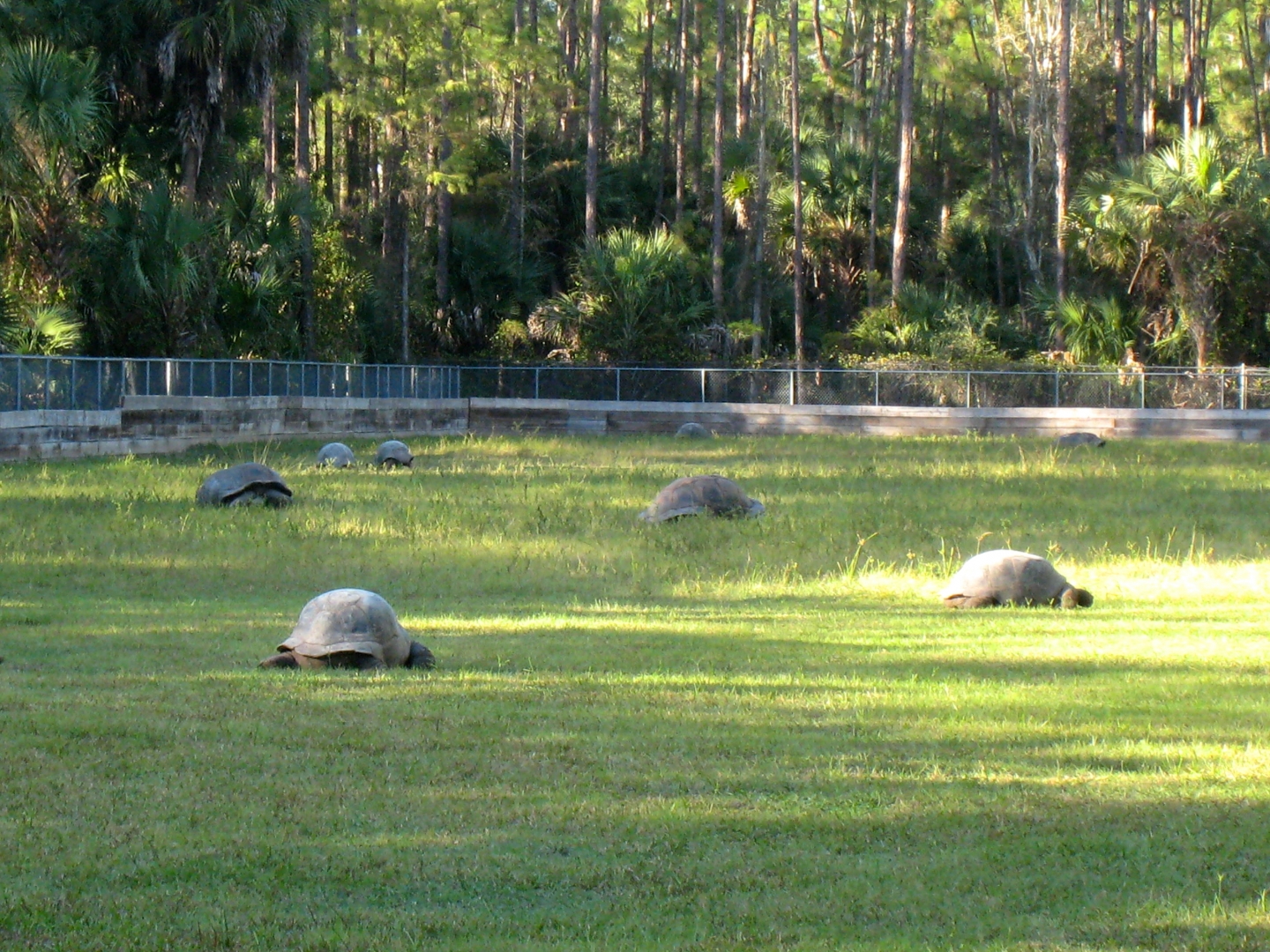 ALDABRA BREEDER