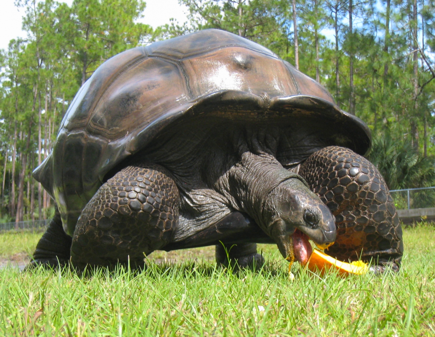ALDABRA BREEDER