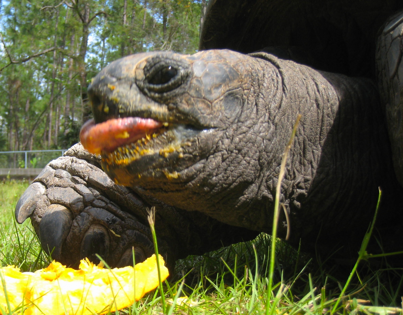 ALDABRA BREEDER