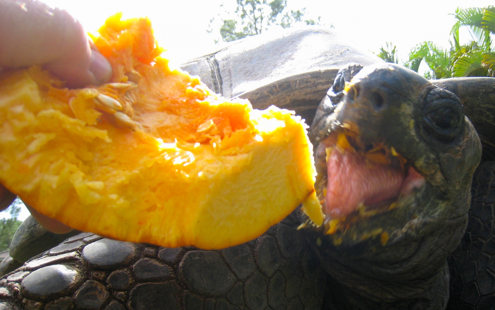 ALDABRA BREEDER