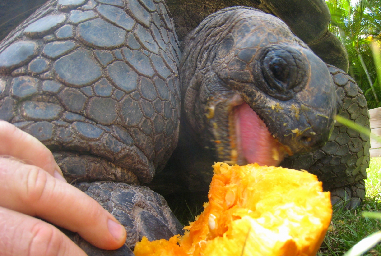 ALDABRA BREEDER