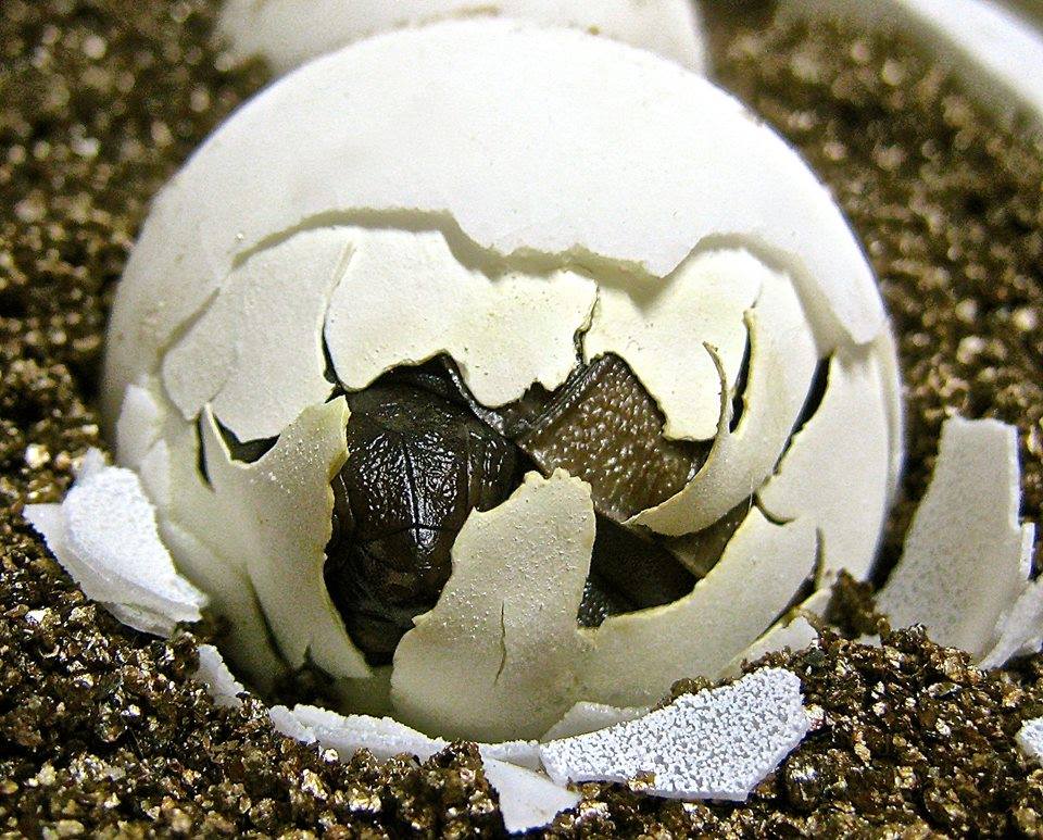 ALDABRA BREEDER