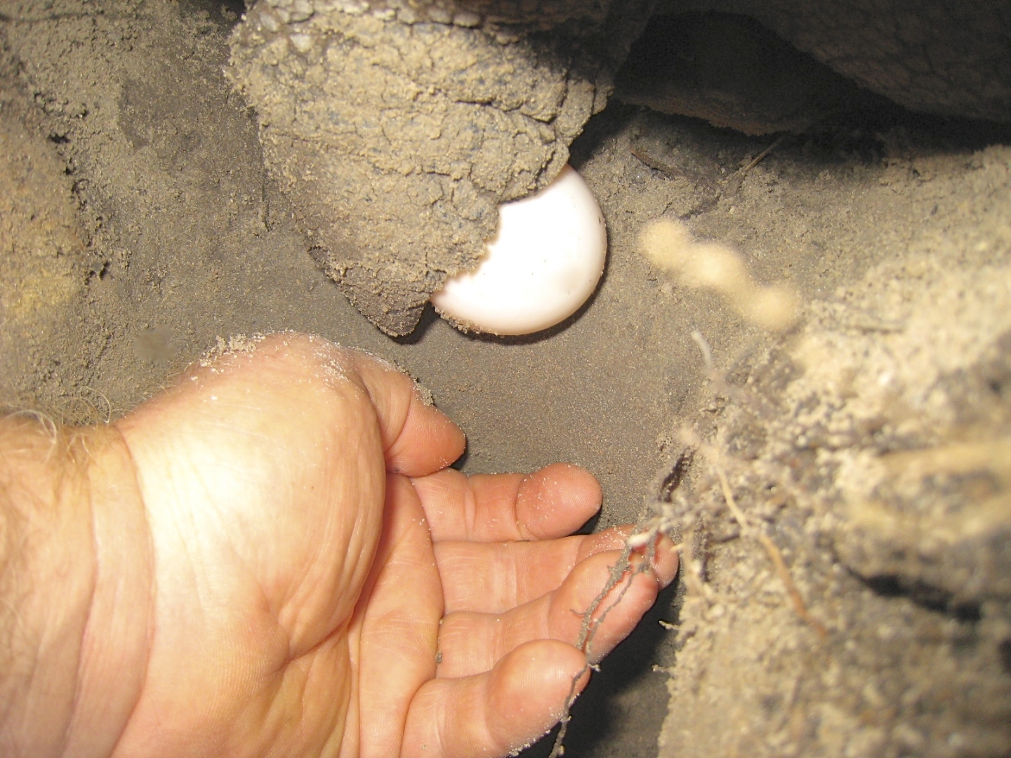 ALDABRA BREEDER