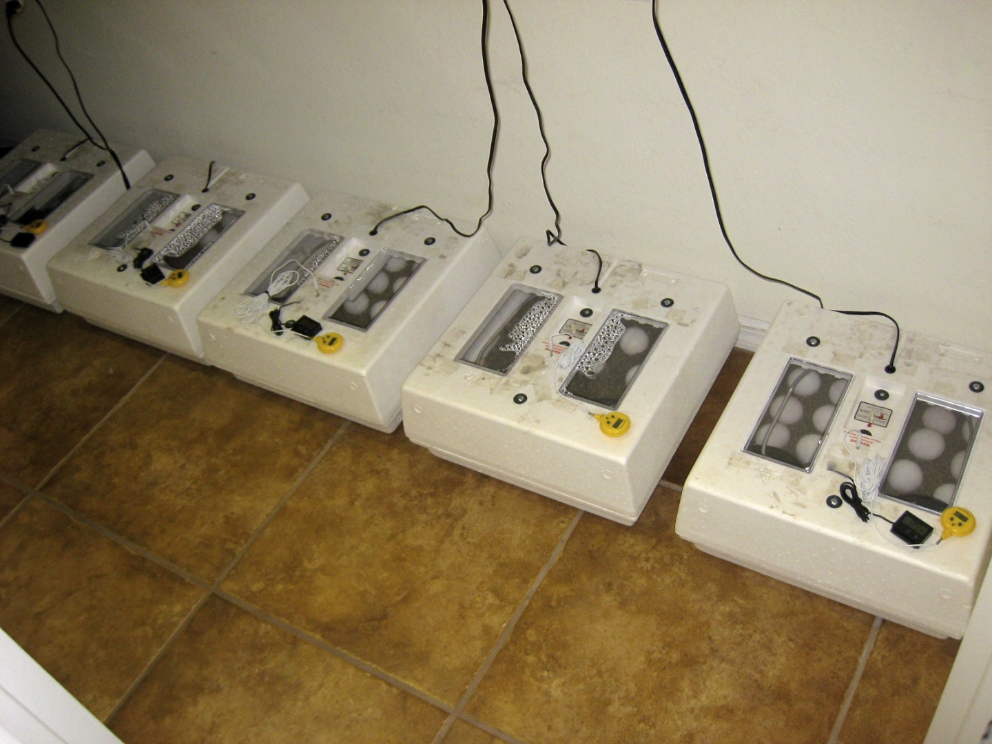 ALDABRA BREEDER
