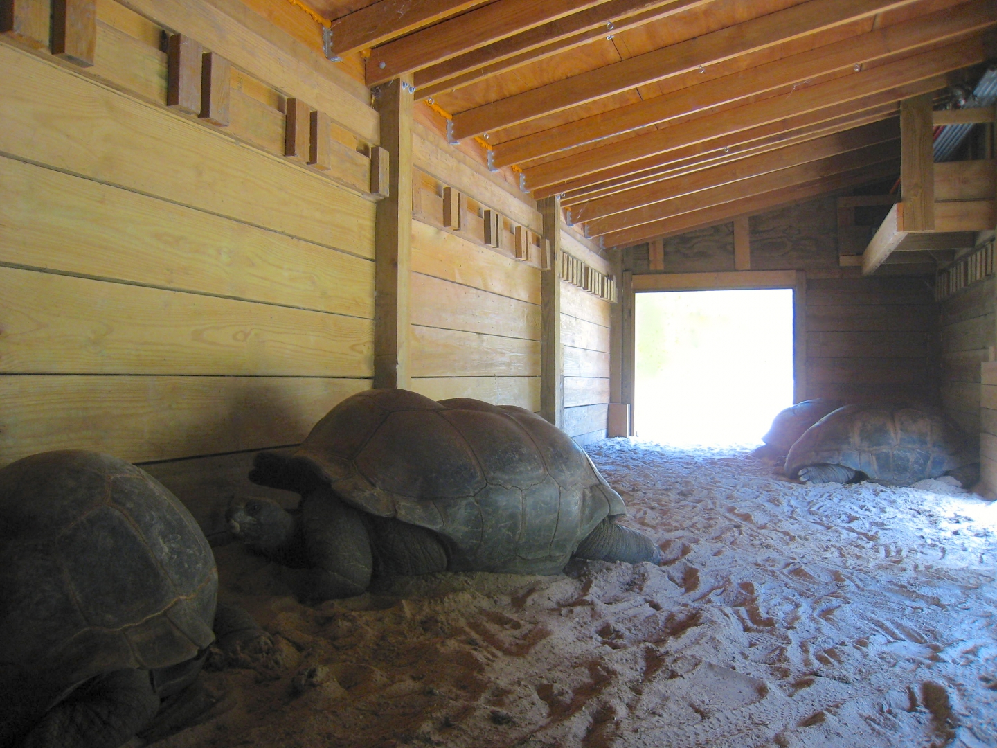 ALDABRA BREEDER