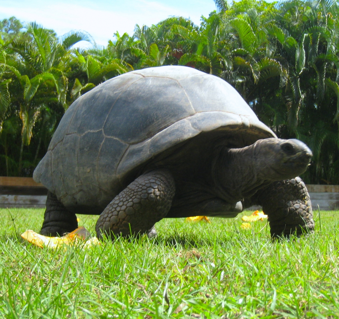 ALDABRA BREEDER