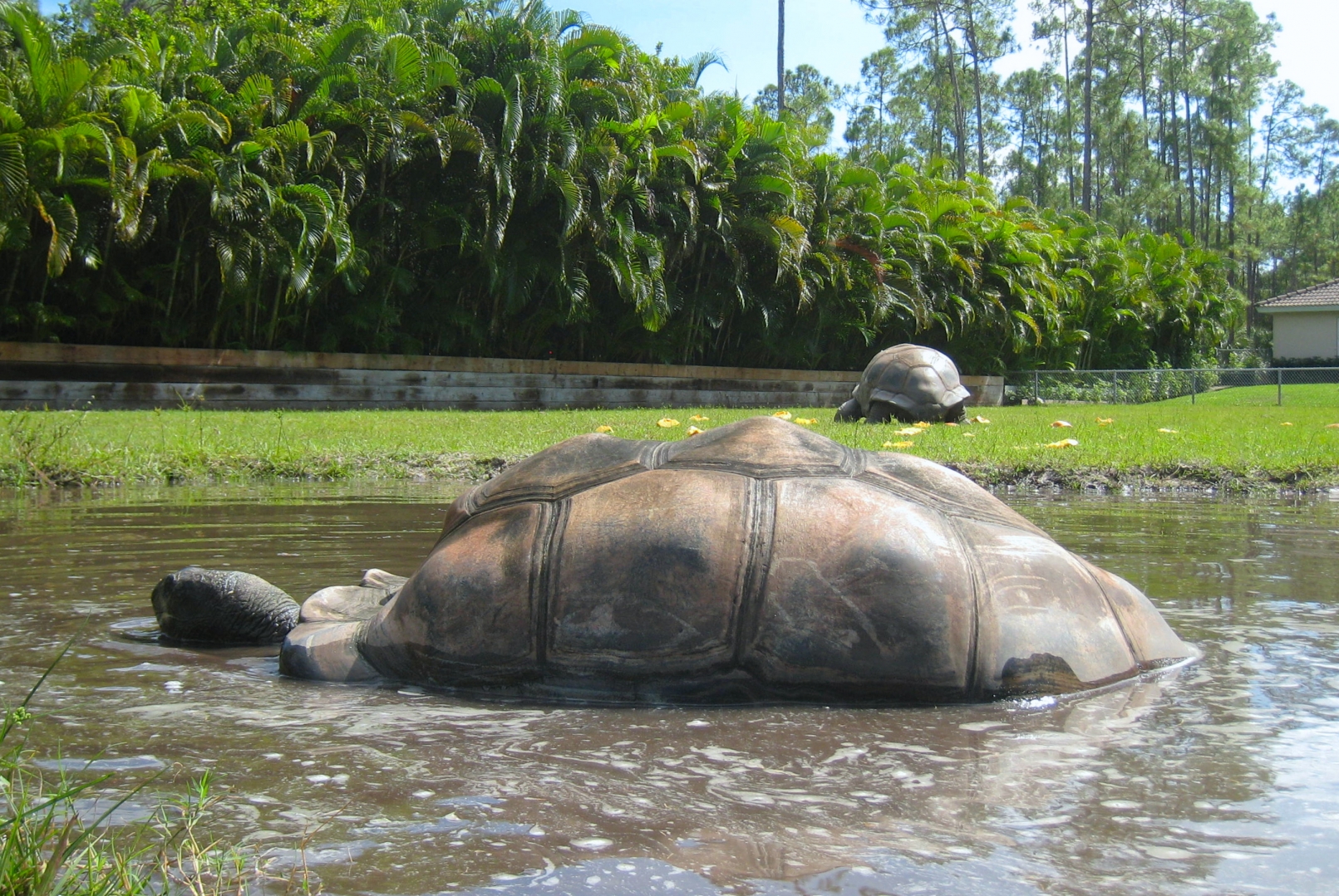 ALDABRA BREEDER