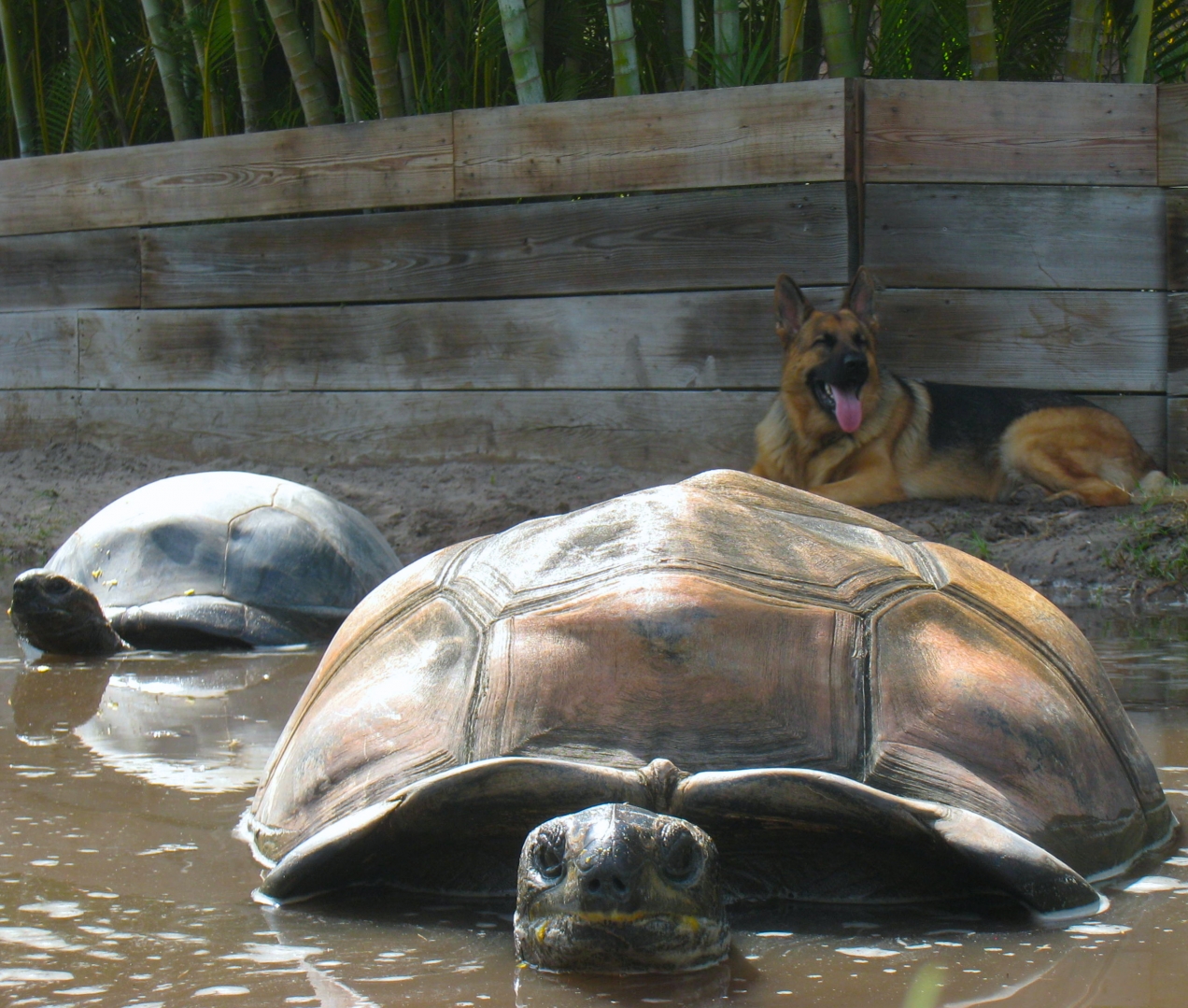 ALDABRA BREEDER