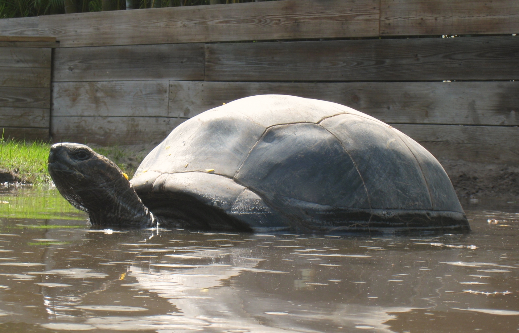 ALDABRA BREEDER