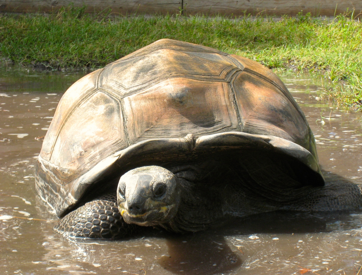 ALDABRA BREEDER