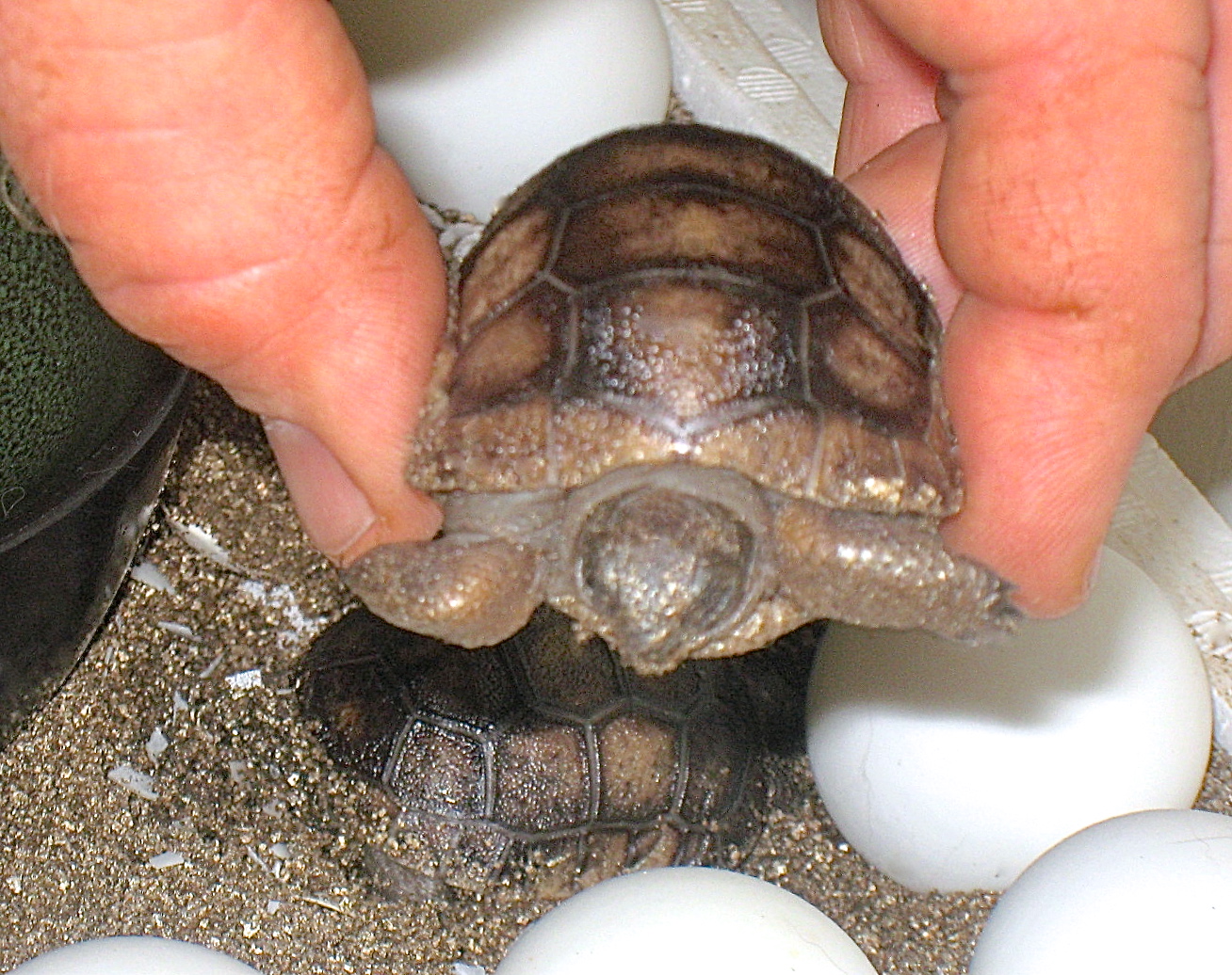 ALDABRA BREEDER