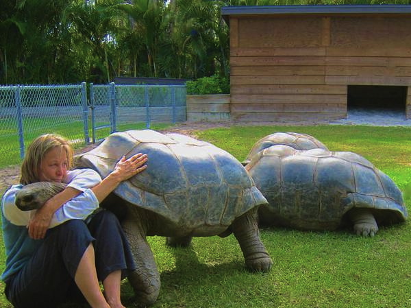 ALDABRA BREEDER