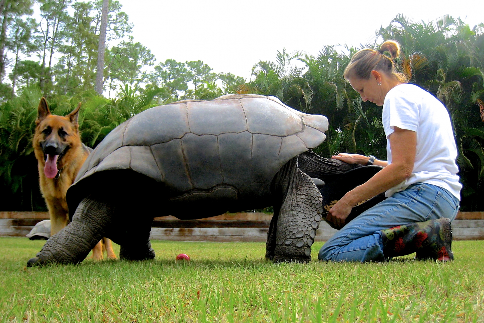 ALDABRA BREEDER