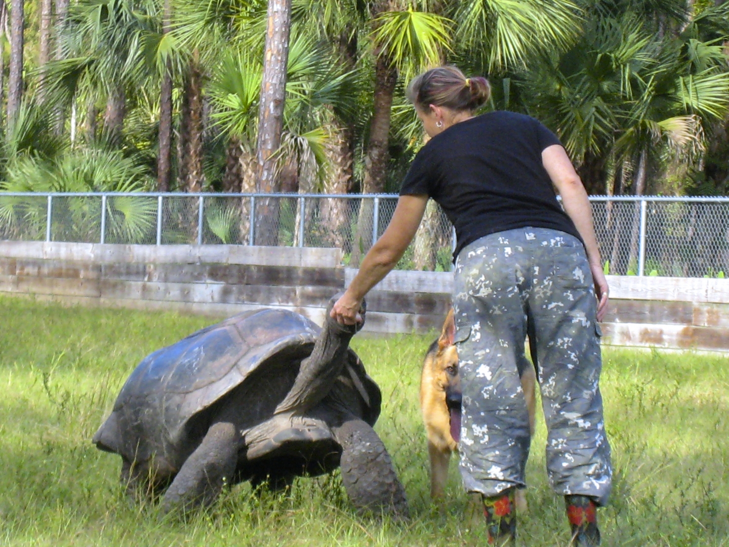 ALDABRA BREEDER