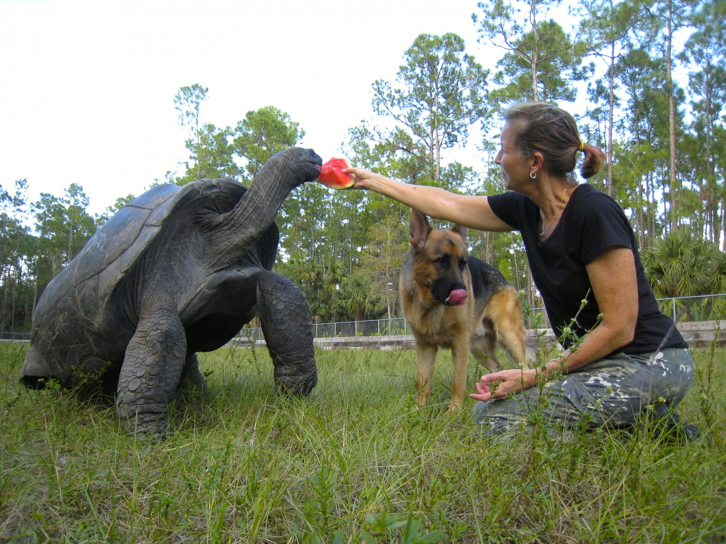 ALDABRA BREEDER