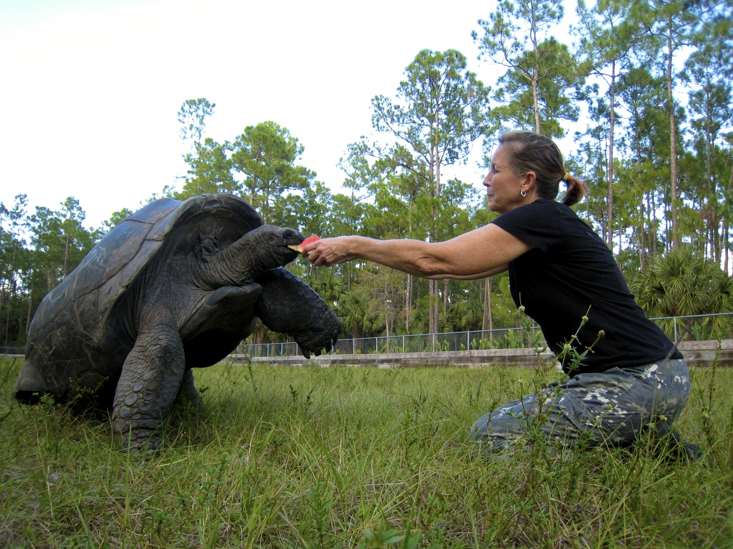 ALDABRA BREEDER
