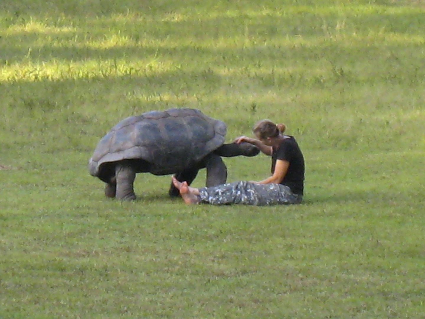 ALDABRA BREEDER