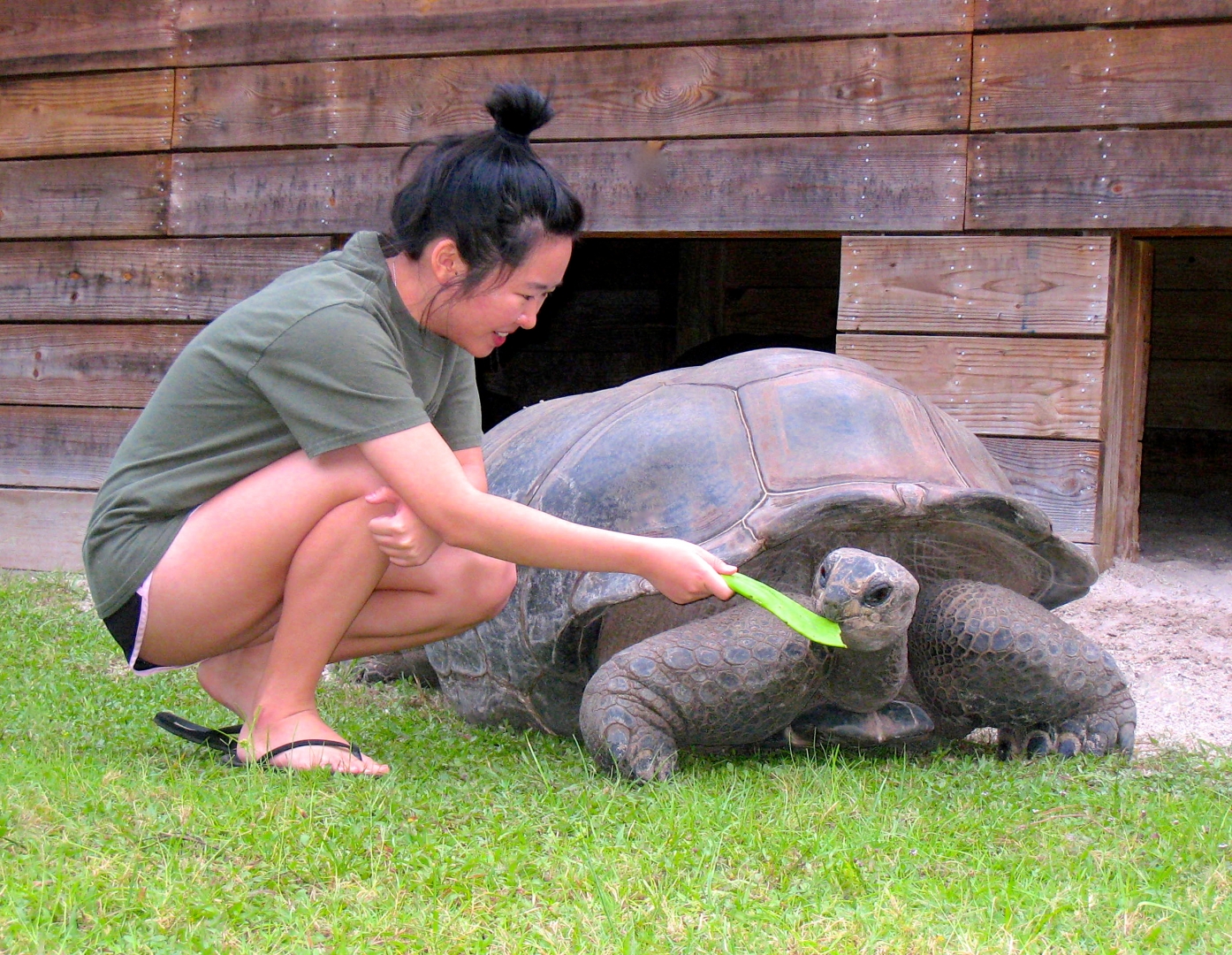 ALDABRA BREEDER