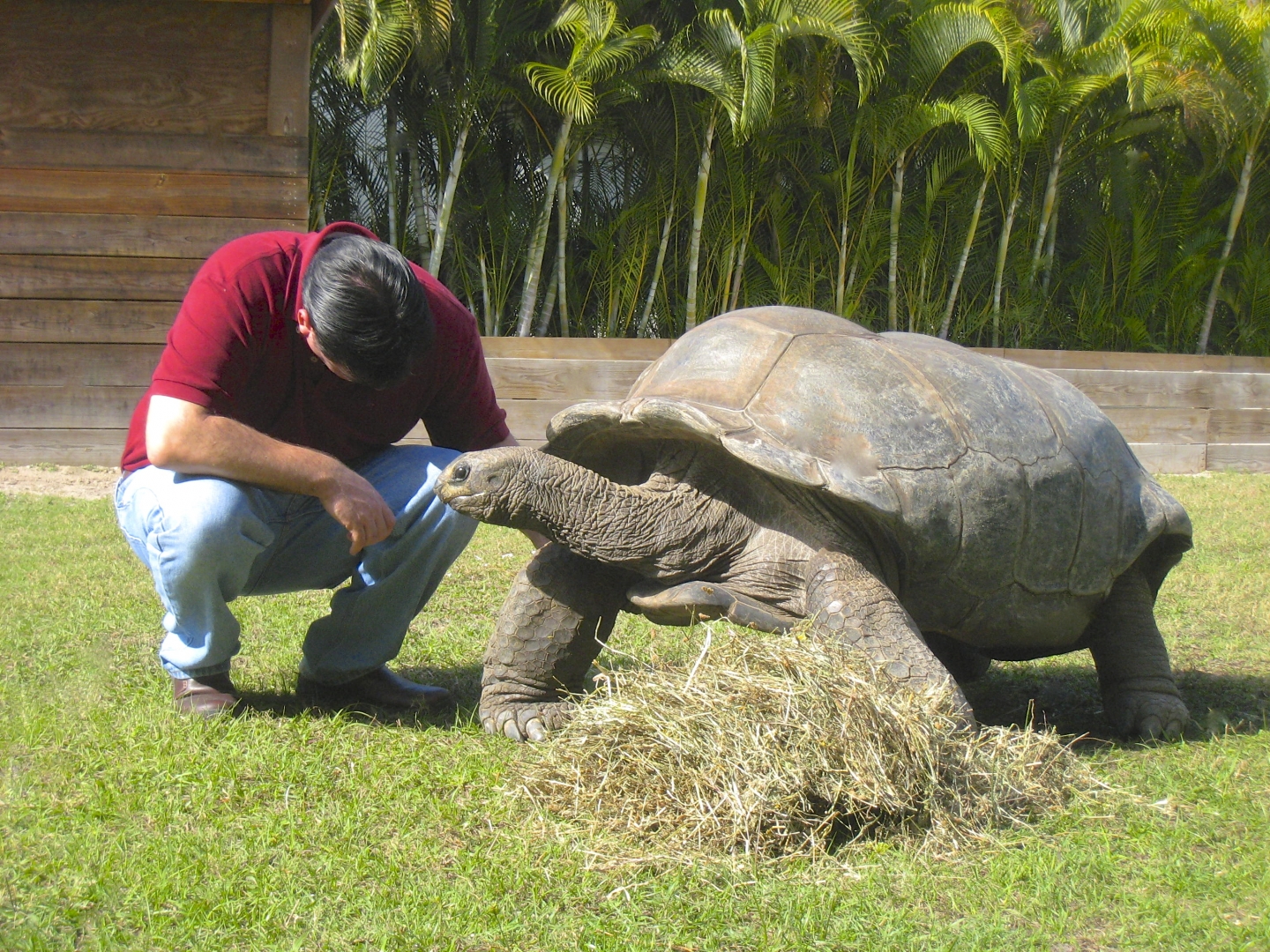 ALDABRA BREEDER