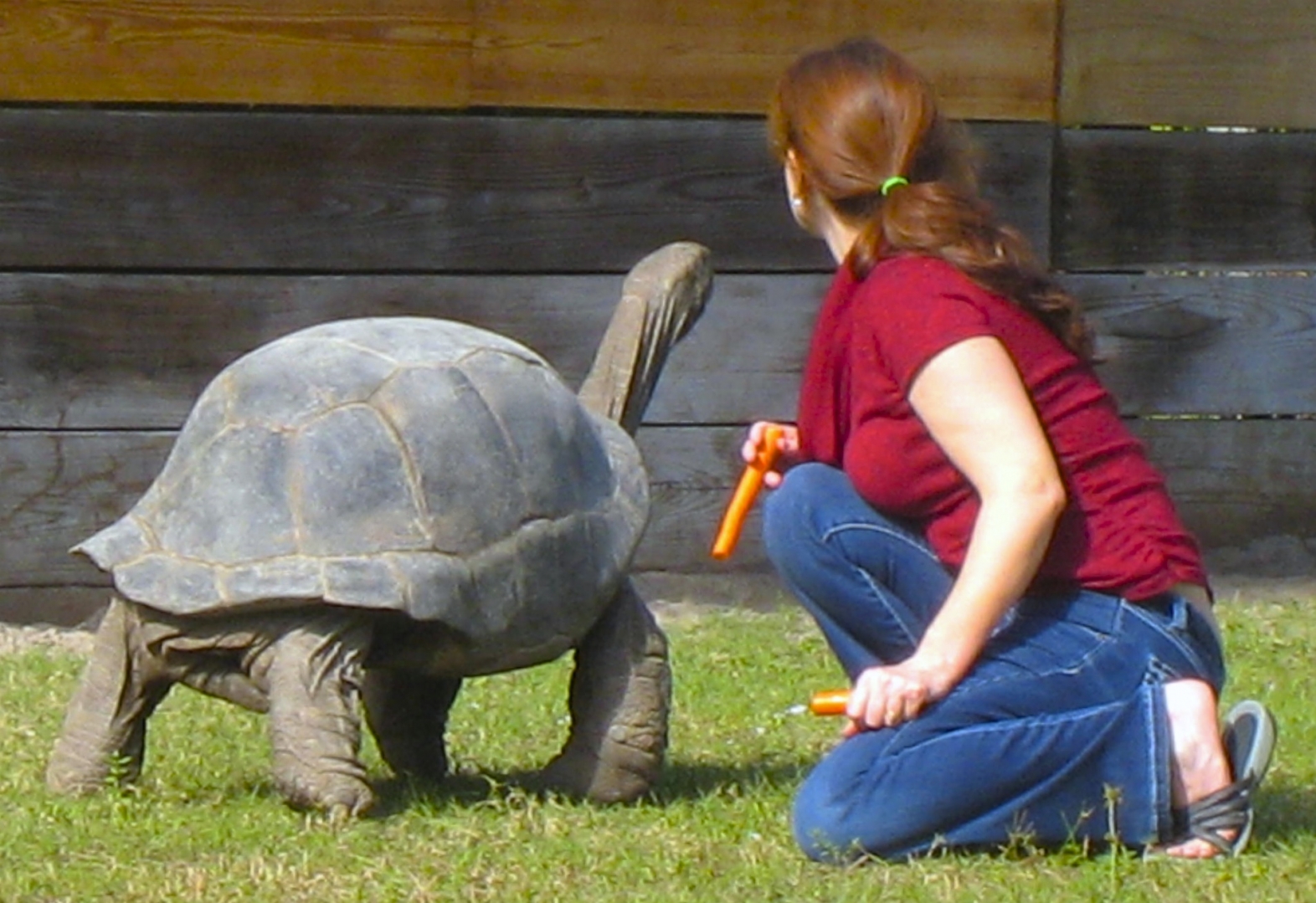 ALDABRA BREEDER