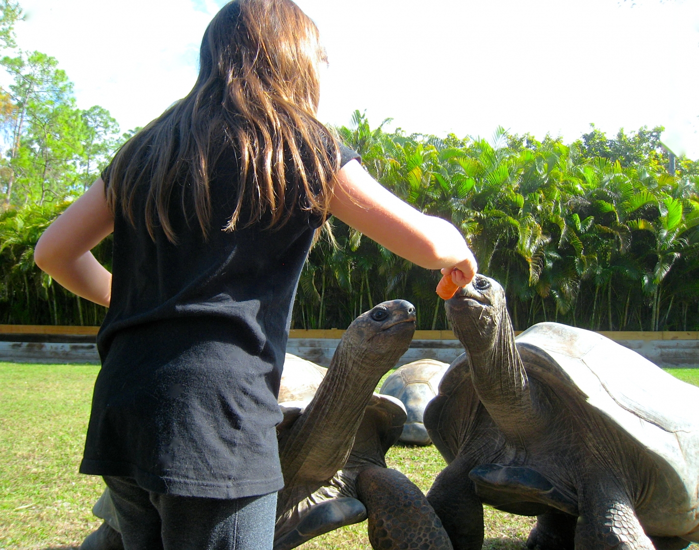 ALDABRA BREEDER