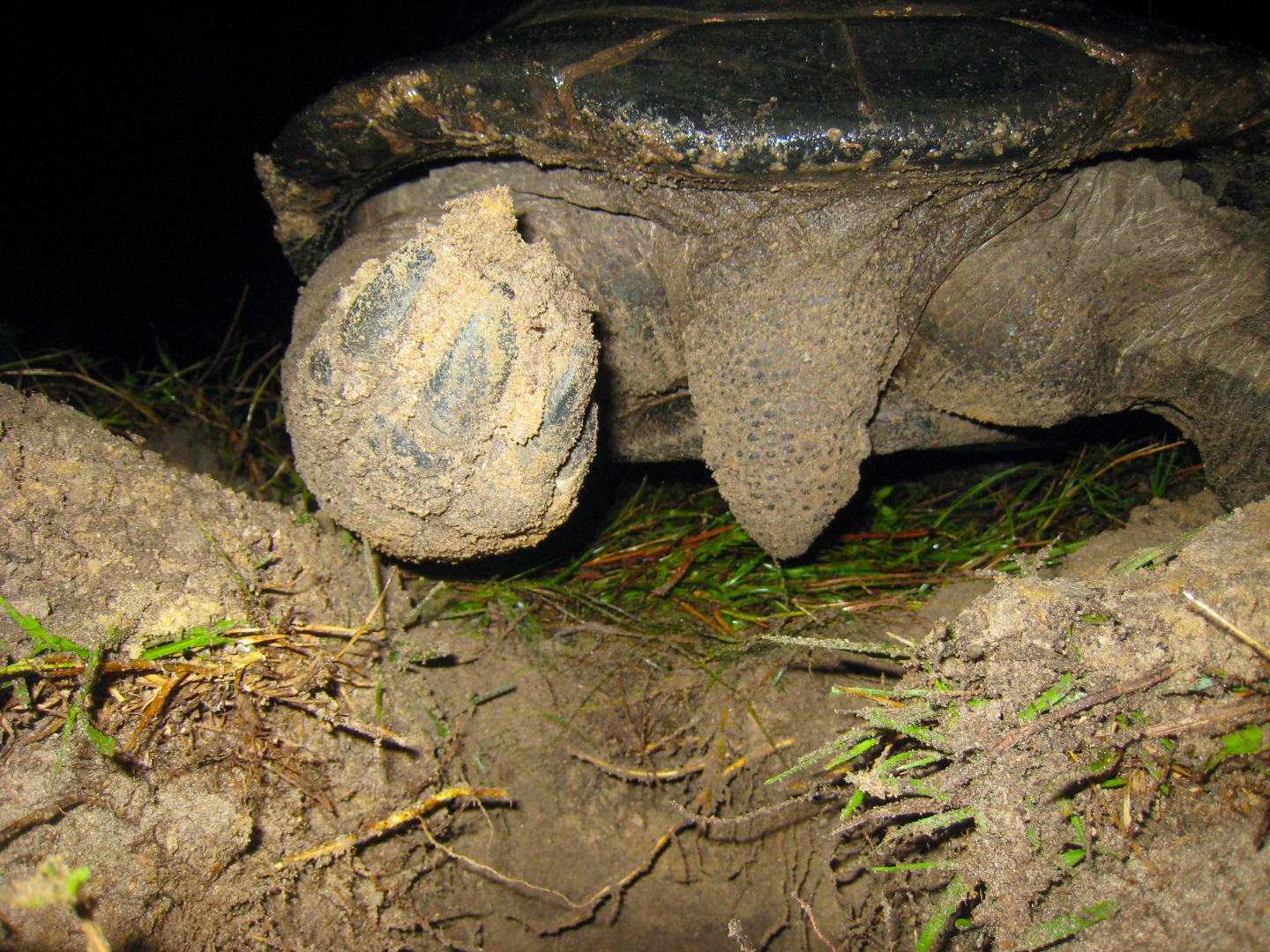 ALDABRA BREEDER