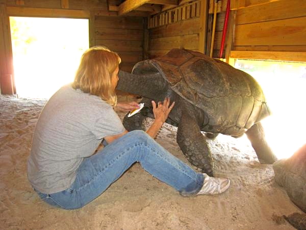 ALDABRA BREEDER