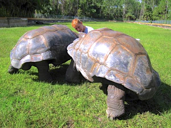 ALDABRA BREEDER