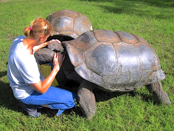 ALDABRA BREEDER