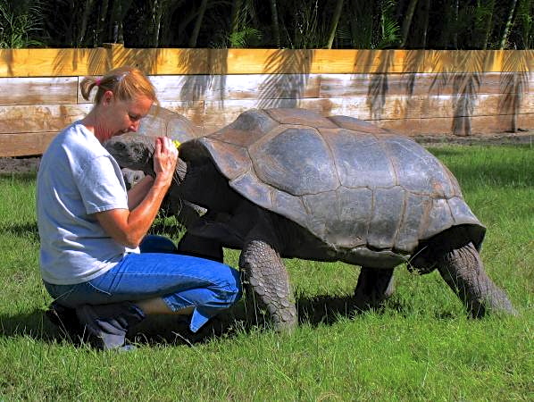 ALDABRA BREEDER