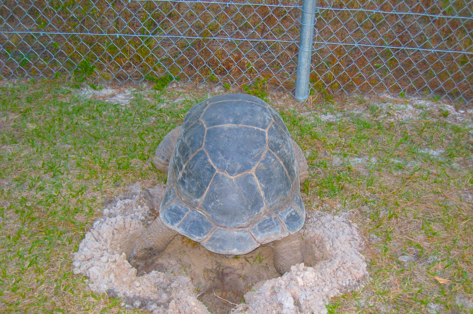 ALDABRA BREEDER