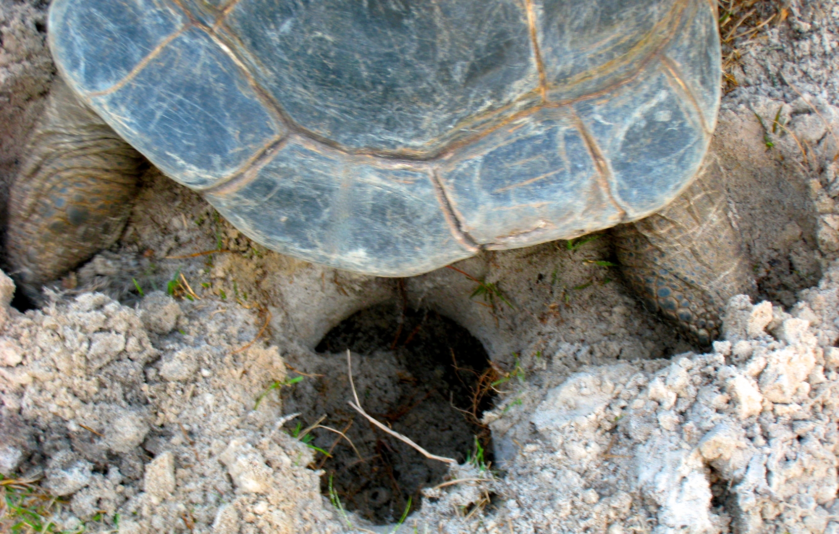 ALDABRA BREEDER
