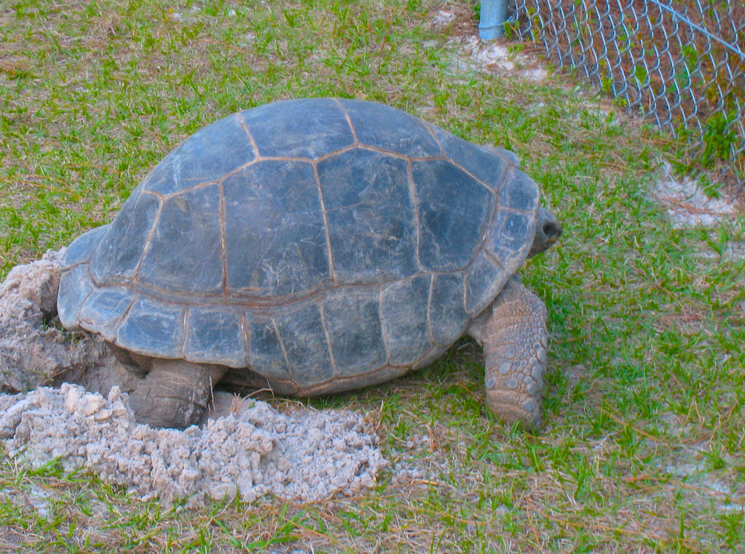 ALDABRA BREEDER