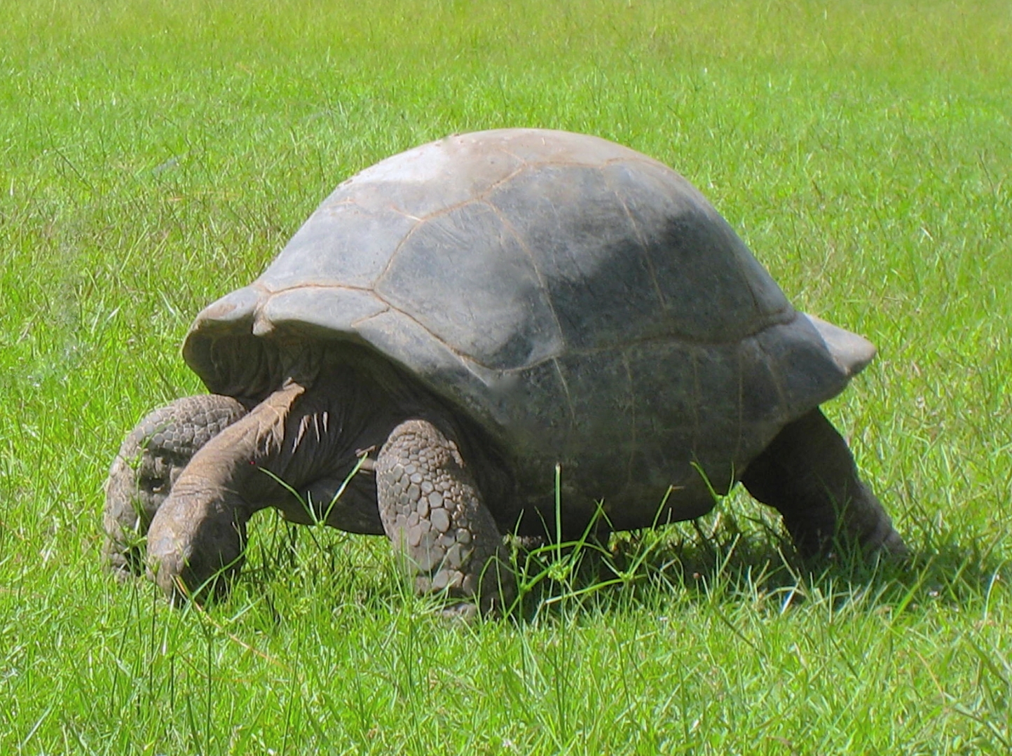 ALDABRA BREEDER