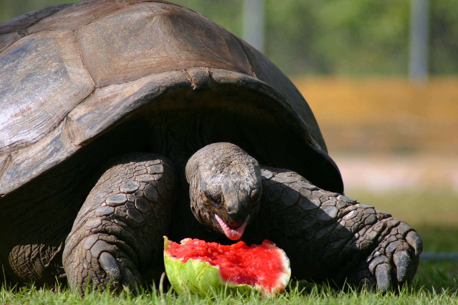 ALDABRA BREEDER