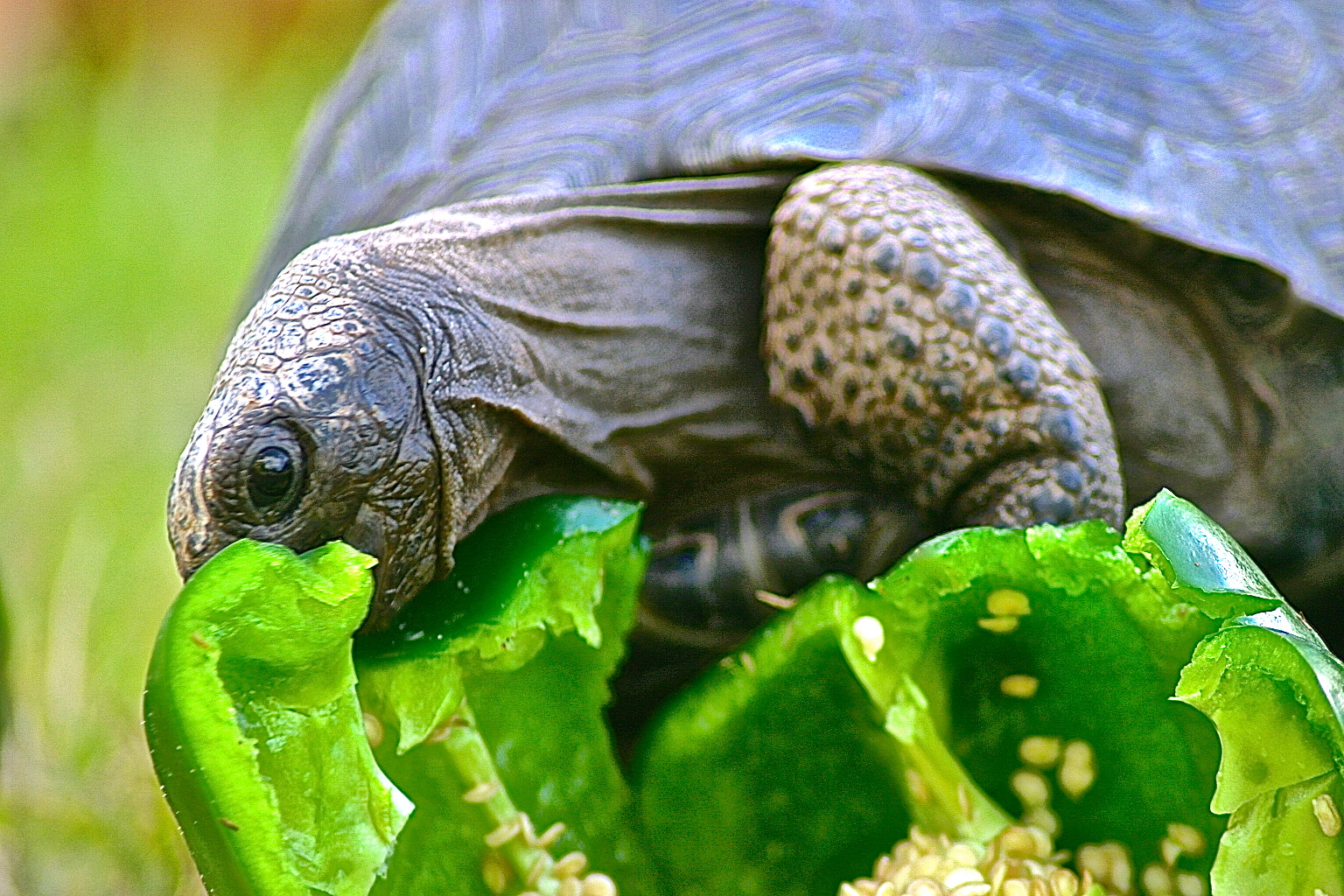 ALDABRA BREEDER