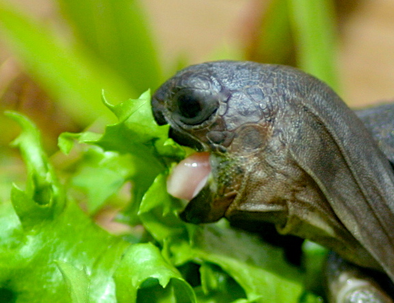 ALDABRA BREEDER