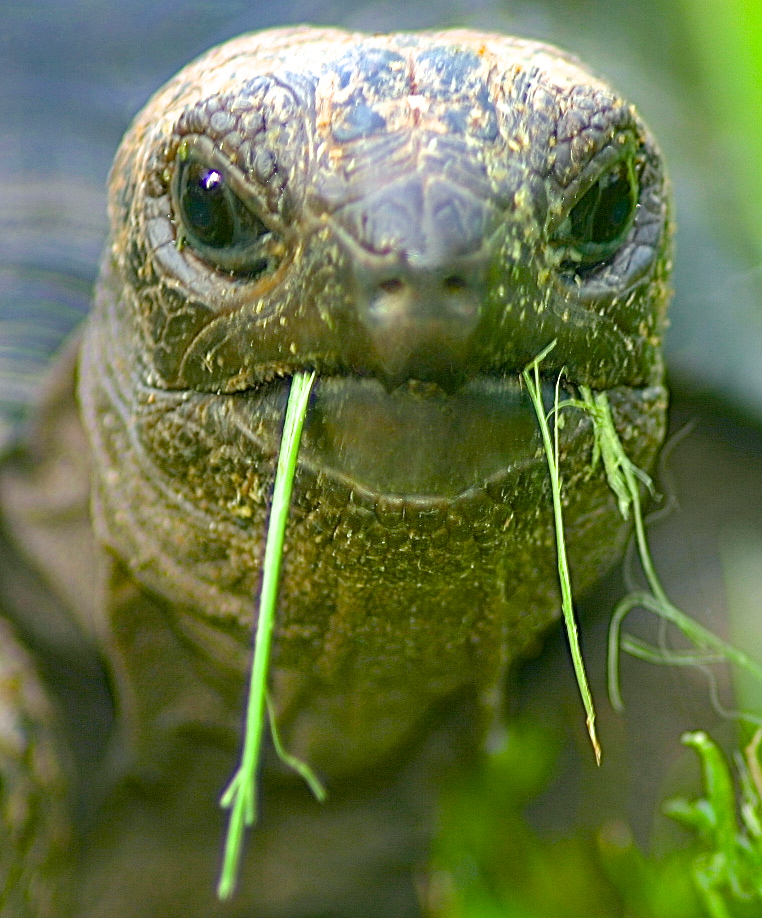 ALDABRA BREEDER