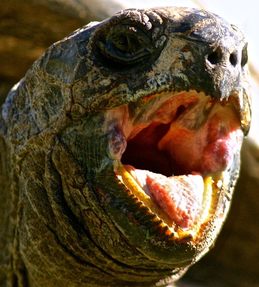ALDABRA BREEDER