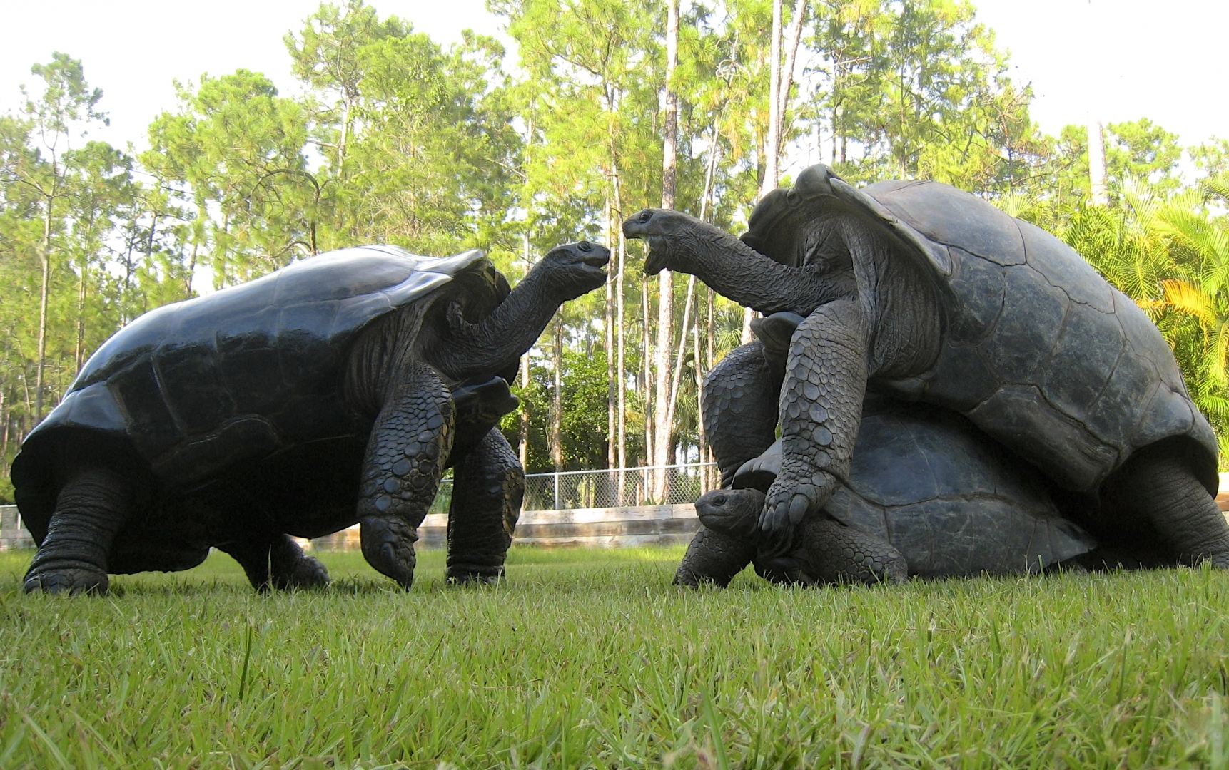 ALDABRA BREEDER
