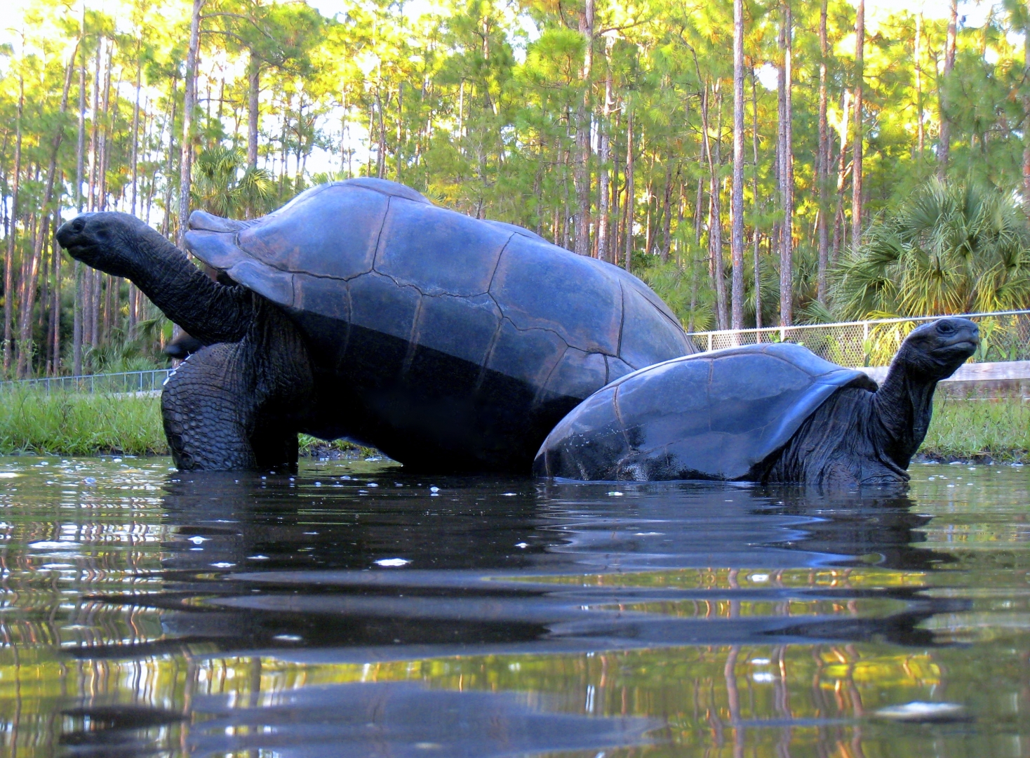 ALDABRA BREEDER