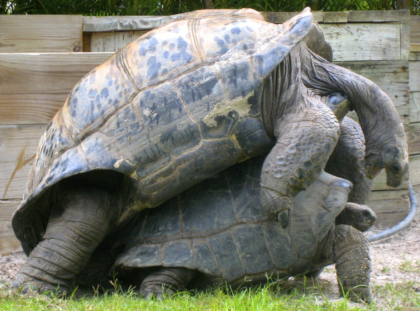 ALDABRA BREEDER