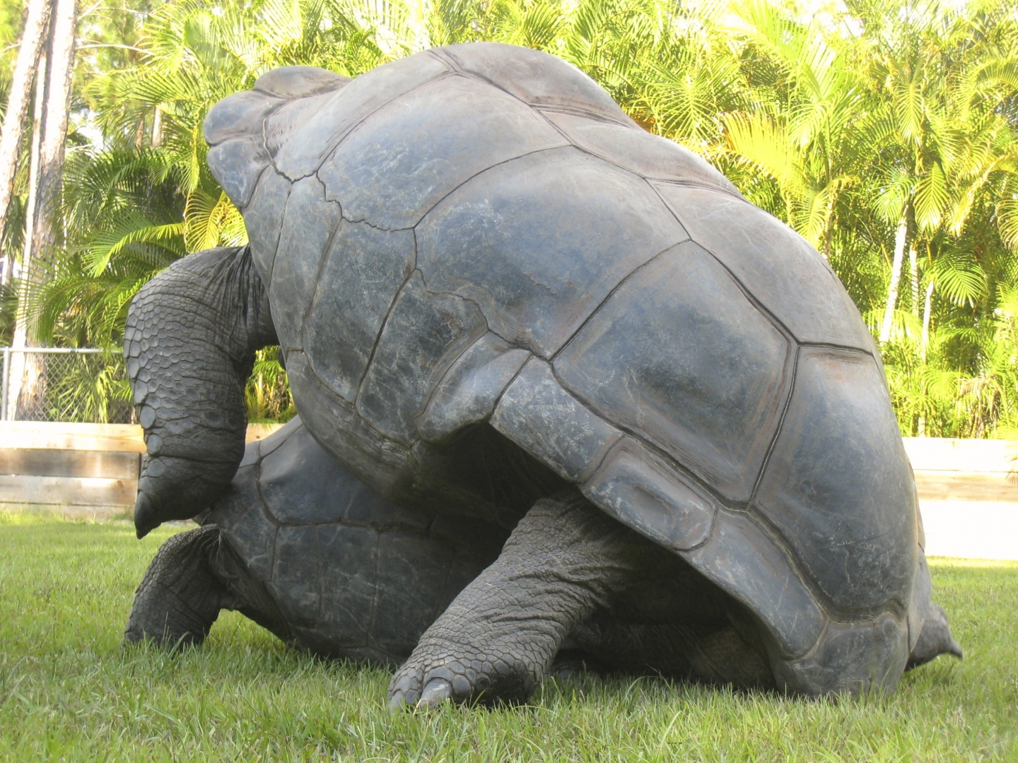 ALDABRA BREEDER