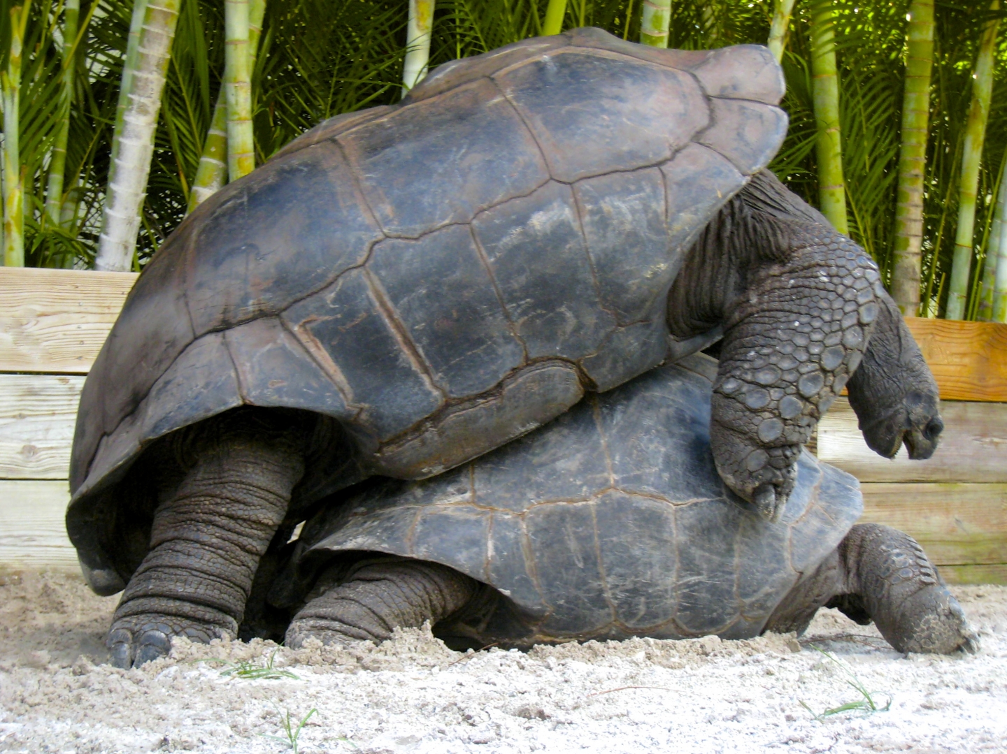 ALDABRA BREEDER