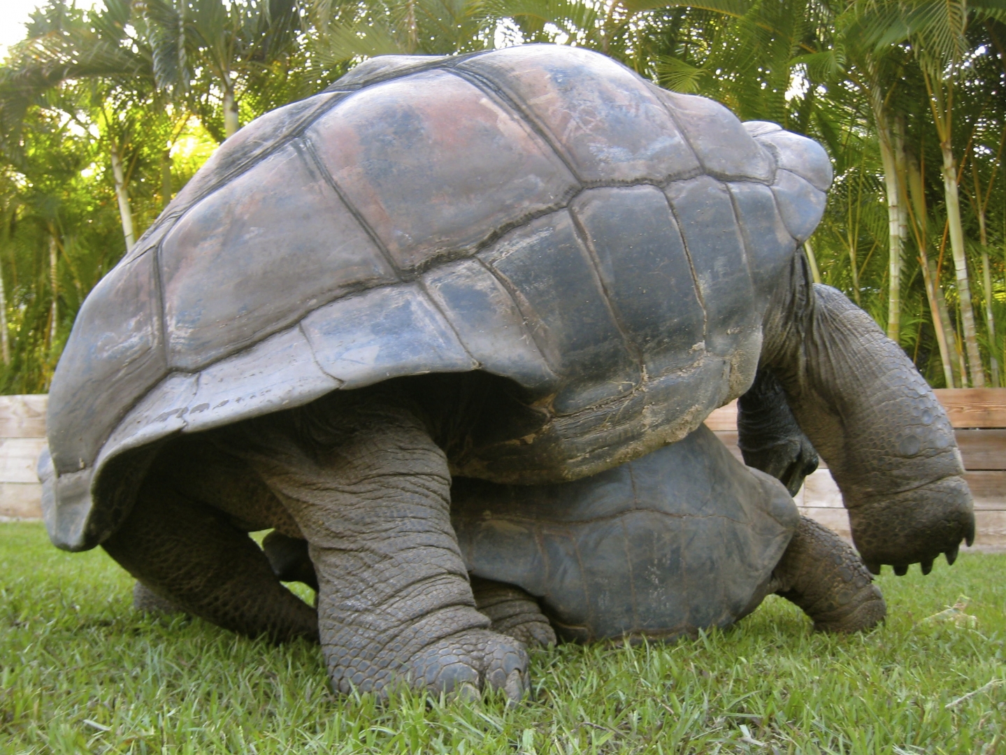 ALDABRA BREEDER