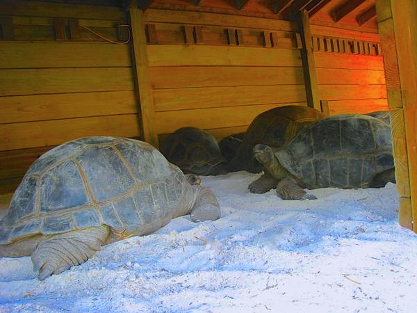 ALDABRA BREEDER