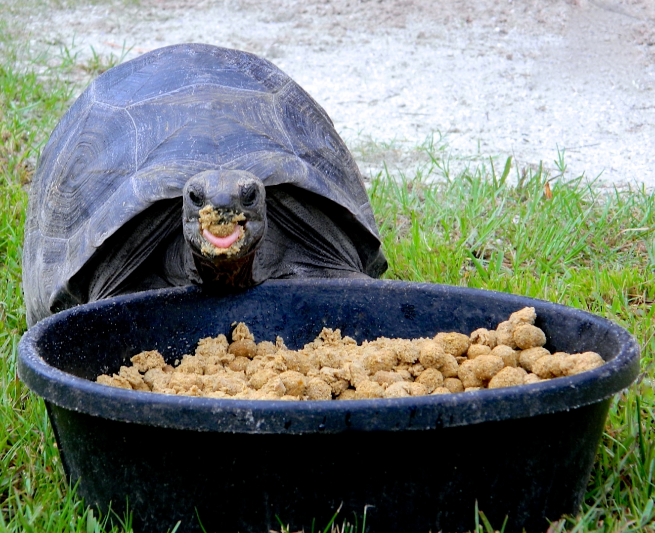 ALDABRA BREEDER
